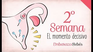 SEMANA 2 de Embarazo  1º Mes  Semana a semana [upl. by Ylek]