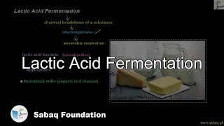 Lactic Acid Fermentation Biology Lecture  Sabaqpk [upl. by Decca]