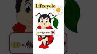 Life cycle diagram shortvideo shorts lifecycles science education diagram knowldge science [upl. by Leontyne]