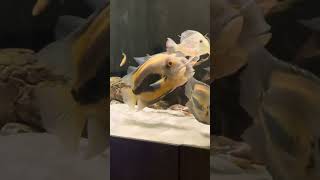 27 ноября 2024 г Uaru amphiacanthoidesGeophagus sveniSahyadria denisoniiEmydura subglobosa [upl. by Piero868]