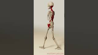 walkcycle psoas and more 3d anatomy humananatomy massage therapy [upl. by Adnola]