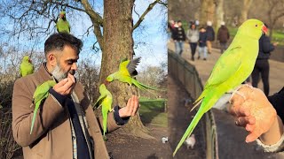 Covered in London’s Green Parakeets in St James’ Park [upl. by Castara775]