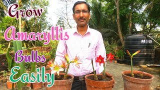 How to Grow AMARYLLIS BULBS at Home Easily [upl. by Maher]