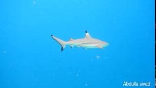 Carcharhinus melanopterus Blacktip reef shark [upl. by Anne]