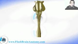 Medulla Spinalis  Spinal Cord Anatomy [upl. by Malan]