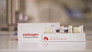 How to run the Invitrogen ProQuantum High Sensitivity Immunoassay kit [upl. by Anna-Diana]