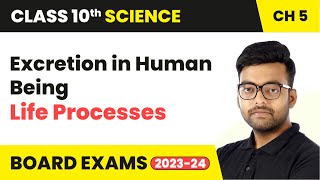 Excretion in Human Being  Life Processes  Class 10 Science Chapter 5  CBSE 202425 [upl. by Geddes113]