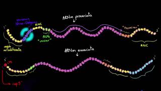 Diferencias en la traducción en procariotas y eucariotas  Khan Academy en Español [upl. by Ettevey571]