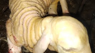 HIGH BREED MERINO BABY SHEEPS BIG QUALITY BRIDNG virelvideo merino sheep breeding [upl. by Idnyc722]