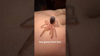 Growth of my pet Tarantula 📈🕸️ spider insects pets wildlife [upl. by Entwistle]