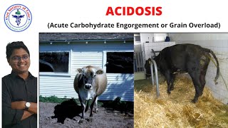 Acidosis  Bovine Diseases  Lecture 03 [upl. by Nabila700]