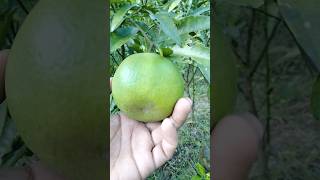 Vietnam malta  Malta plant bangla orange malta fruit shorts viral reels [upl. by Wyly]