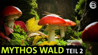 Mythos Wald ‒ Kampf ums Licht  Erlebnis Erde [upl. by Dlawso]