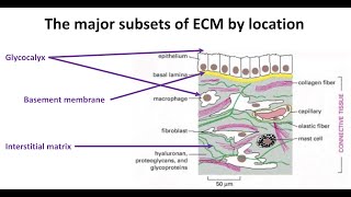 Extracellular Matrix Genin 2020 [upl. by Cordova714]