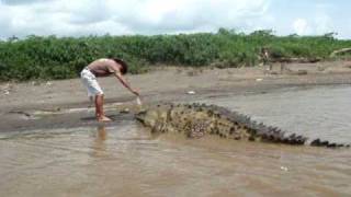 Un cocodrilo en Costa Rica [upl. by Buckels]