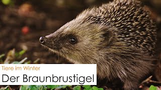 Der Igel im Winter [upl. by Jeritah670]