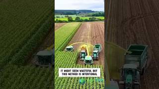 Efficient Corn Silage Harvesting for HighQuality Livestock Feed [upl. by Yerrok21]