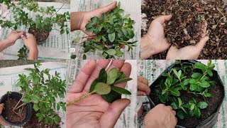 AZALEA PLANT CARE  कटिङ कसरी राख्नुमाटो मिश्रणPruningRepottingFertilizer सम्पूर्ण जानकारी [upl. by Mailliw]