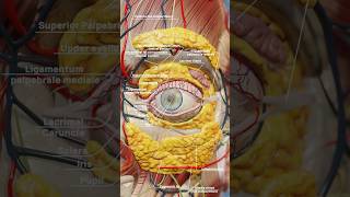 Eye anatomy 3D visualization with VOKA Anatomy Pros realistic 3D models 3danatomy [upl. by Htnicayh332]