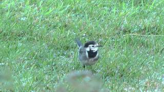 Pied Wagtail in our garden wildlife in the UK  October 2012 [upl. by Yasu]