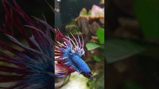 Rot Blauer Kampf Fisch Betta splendens Aquarium Schleierschwanz Kampffisch aus Thailand [upl. by Derby376]