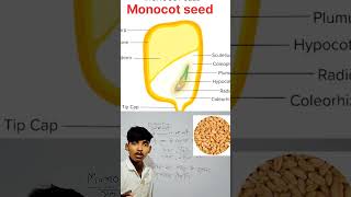 introduction of monocotwhat is monocot shortvideo shorts viralvideo humananatomy education [upl. by Ivgnout]