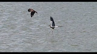 Osprey vs Great Heron [upl. by Kaule]