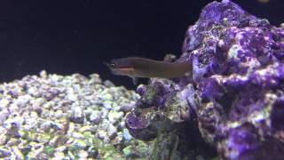 Species Spotlight Season 2  The Tail Spot Blenny  Epsiode 21 [upl. by Macswan]