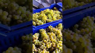 Sono arrivate le uve Chardonnay [upl. by Oran]