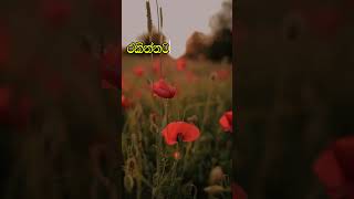 නිවන් දකින්න කාලය පැමිණ ඇත nibbana quotes dhammadesana [upl. by Amri]