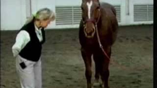 Horse Conformation Evaluating Overall Conformation part 1 [upl. by Aldos]