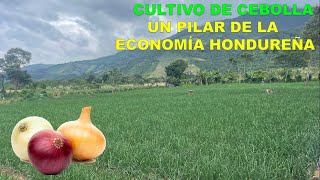 El Cultivo de Cebolla y su aporte a la Economía de Honduras [upl. by Camp]