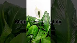 Spathiphyllum botany garden botanicalscience botanylove nature lifescience peacelily [upl. by Theodore]