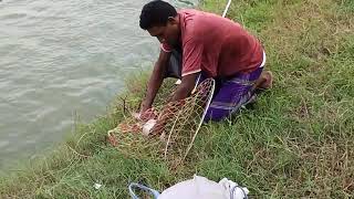 Catching and Cooking Traditional Bangladeshi Fish [upl. by Abdul]