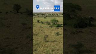 Discover the Wonders of Maasai Mara amp Mara Serena Safari Lodge [upl. by Bradleigh]