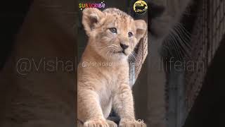 Liger cub Roar 😲liger ligers tiger tigerlife lion lionking shorts natgeowild hybridanimal [upl. by Semela]