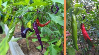 See my 17 pepper varieties at their peak  Pepper Tour 2022 [upl. by Eellah]