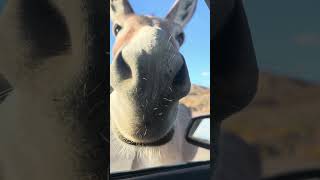 WILD BURROS IN ARIZONA 🏜️🫏🌵 [upl. by Hut]