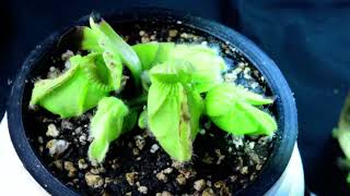 PlantB10 Cephalotus follicularis Bubble Giant  biweekly maintenance – 10624 [upl. by Nilahs729]