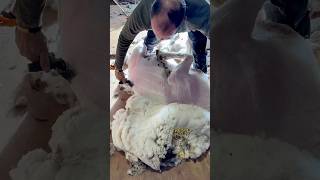 Satisfying Sheep Wool Cutting ✂️ sheepfarming farmlife sheepshearer [upl. by Vyse326]