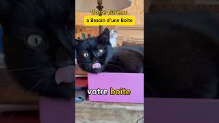 Votre chat ne pourra pas résister à une boîte sur le bureau chatonmignon [upl. by Ayotal381]