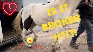 Can we fix a horses broken leg [upl. by Nostrebor540]