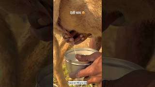 देसी चाय 😍।khetchaitea rajasthanyoutubeshorts shortsmarwadifoodculture desireelsgotdudh [upl. by Denman]