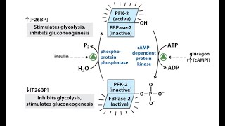 Regolazione della PFK1 e PFK2 [upl. by Ayn]