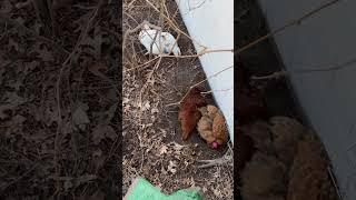 Chickens dust bathing How do they know to do that chickens dustbath [upl. by Emma]