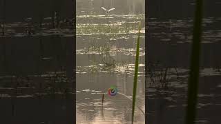 Pheasanttailed jacana  Sunrise youtube youtubeshorts youtuber shorts shortvideo short [upl. by Noet]