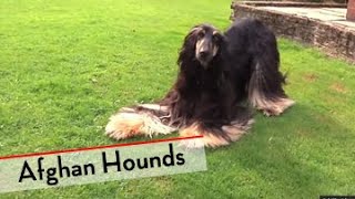 Afghan Hound  Bests of Breed [upl. by Clementina]