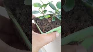 Ficus microcarpa garden nature bonsai [upl. by Kcoj]