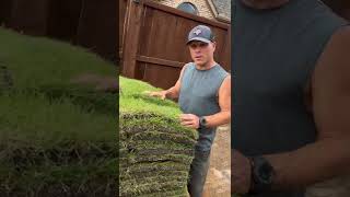 Zorro Zoysia Sod Installation in Dallas Texas [upl. by Goldshlag]