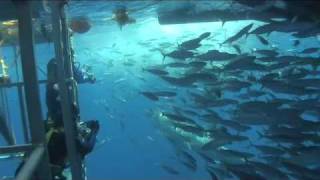 Cage Diving with Great White Sharks of Isla Guadalupe Mexico [upl. by Ybbed]